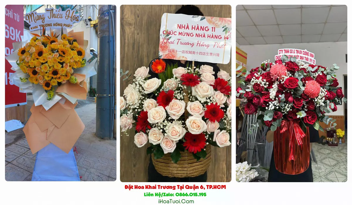 Hoa đồng tiền, lan hồ điệp mừng khai trương Quận 6