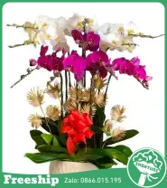 Chậu Hoa Lan 10 Cành Trắng Tím - Mã: I-223 - Giá: 3.000.000đ