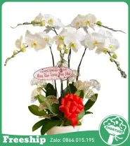 Chậu Hoa Lan 5 Cành Trắng Mừng Khai Trương - Mã: I-221 - Giá: 1.500.000đ