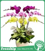 Chậu Hoa Lan 8 Cành Mừng Sinh Nhật - Mã: I-219 - Giá: 2.400.000đ