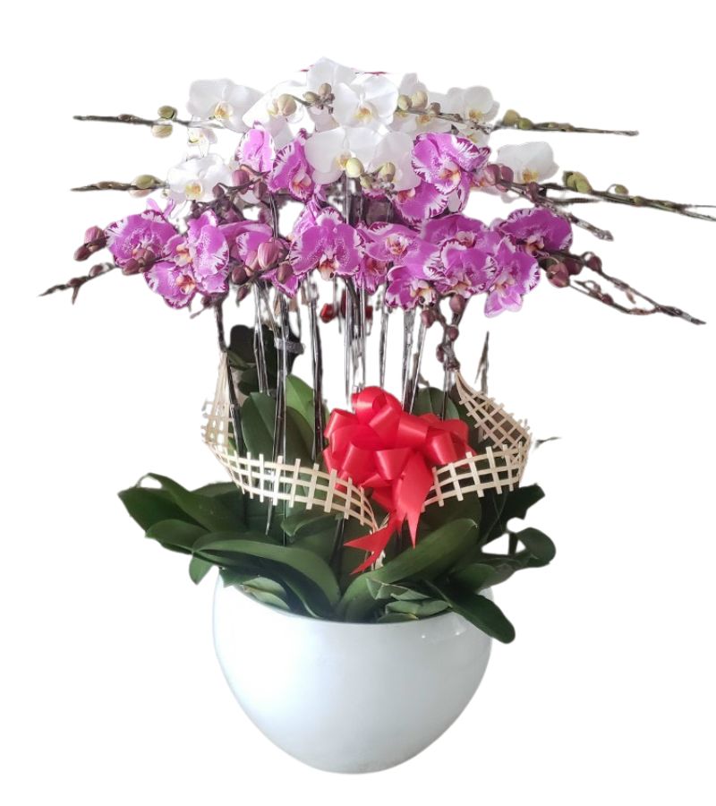 Chậu Hoa Lan Hồ Điệp 10 Cành Chúc Mừng