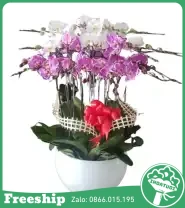 Chậu Hoa Lan Hồ Điệp 10 Cành Chúc Mừng - Mã: I-217 - Giá: 3.000.000đ