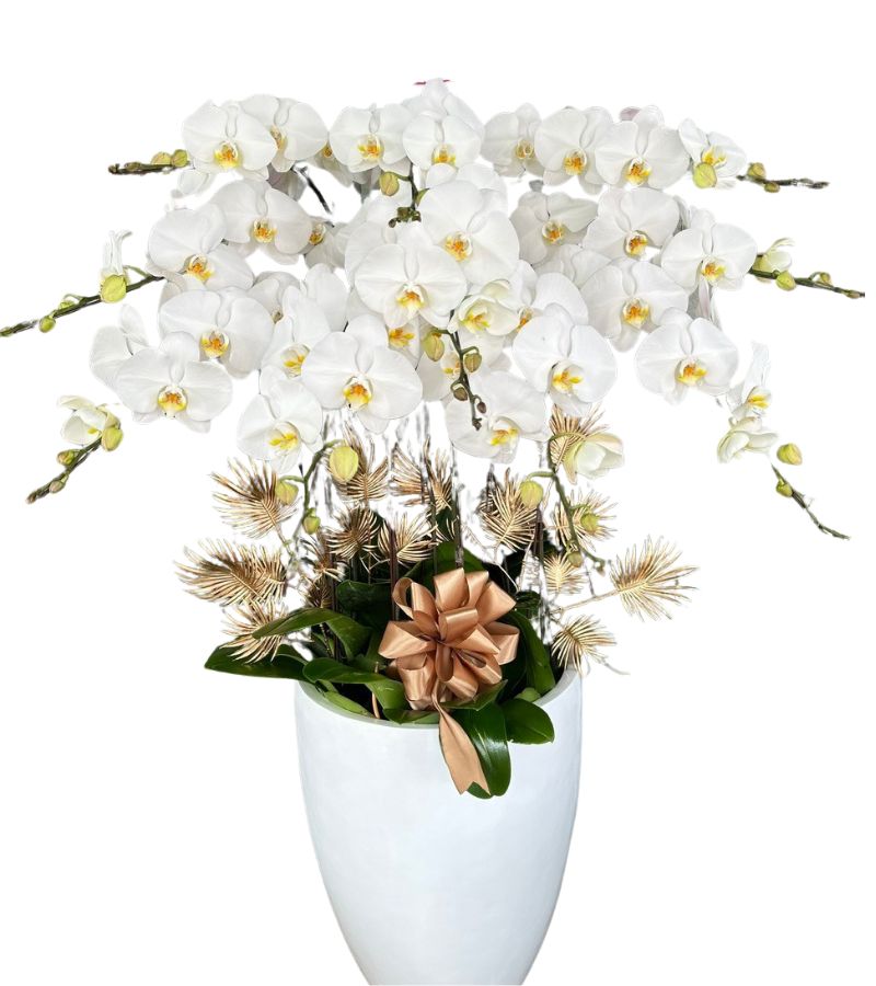Chậu Hoa Lan Hồ Điệp 10 Cành Trắng