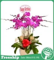 Chậu Lan Hồ Điệp 5 Cành Màu Tím Chúc Mừng - Mã: I-216 - Giá: 1.500.000đ