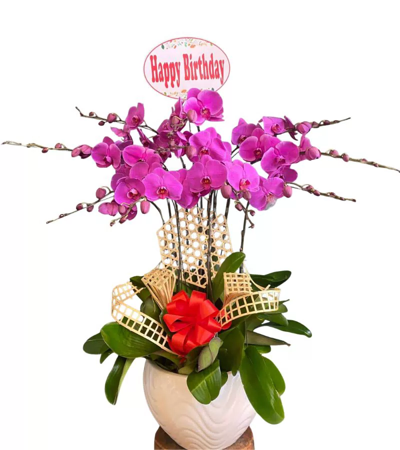 Chậu Lan Hồ Điệp Tím Chúc Mừng Sinh Nhật