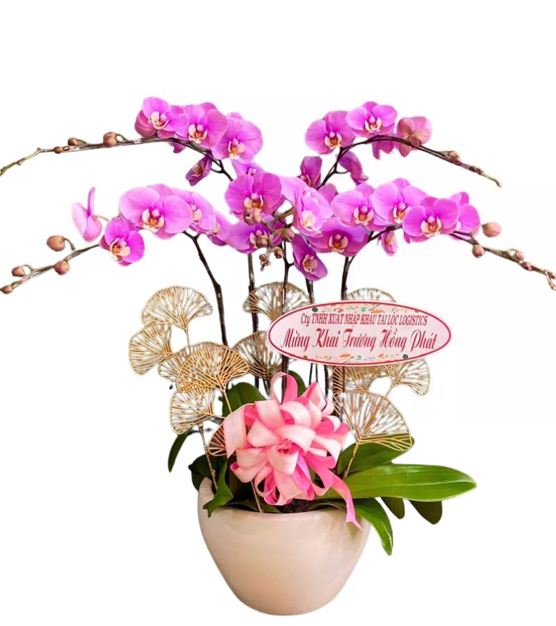 Chậu Lan Hồ Điệp Tím Mừng Khai Trương Hồng Phát