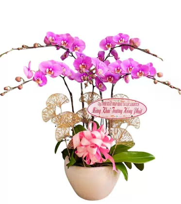 Chậu Lan Hồ Điệp Tím Mừng Khai Trương Hồng Phát