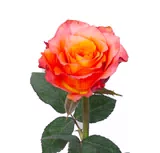 Free Spirit Rose