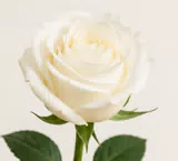 Hồng trắng