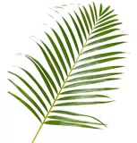 Lá cau trung