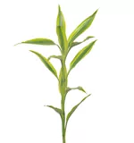Lá phát tài