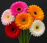 Đồng tiền Mix
