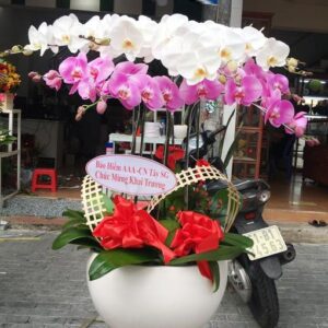 Lan Hồ Điệp LHD006 (9 cành)
