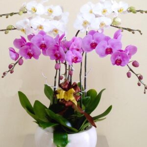 Lan Hồ Điệp LHD034