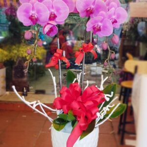 Lan Hồ Điệp LHD037