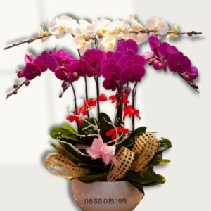 Chậu lan hồ điệp