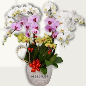 Chậu lan hồ điệp May mắn vươn xa (12 cành)