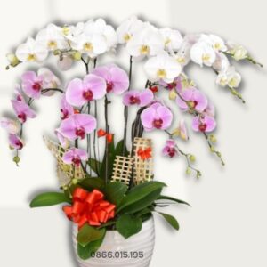 Chậu lan hồ điệp tặng Sếp (10 cành)