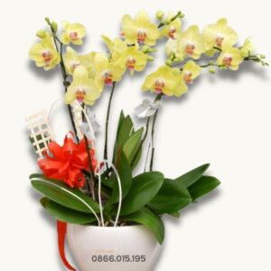 Chậu lan hồ điệp tặng khai trương (5 cành)